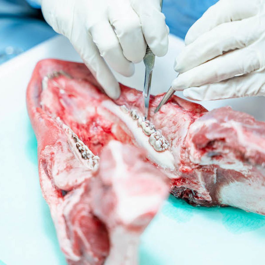 Residência Clínica de Cirurgia Oral - IPAS